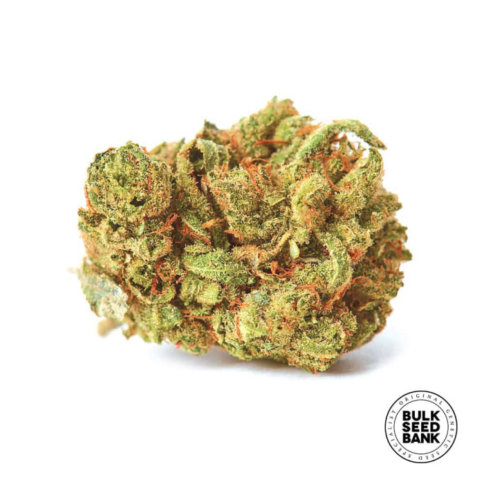 Насіння коноплі Amnesia Haze fem. Bulk Seed Bank