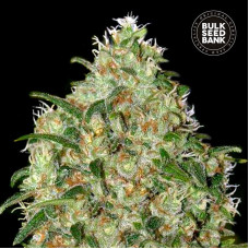 Amnesia Platinum feminised (Bulk Seed Bank)