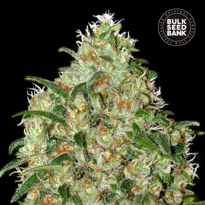 Насіння коноплі Amnesia Platinum fem. Bulk Seed Bank