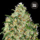 Насіння коноплі Amnesia Platinum fem. Bulk Seed Bank