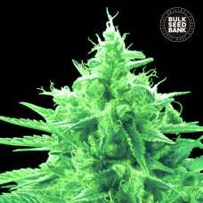 Ananas Funk feminised (Bulk Seed Bank)
