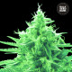 Семена конопли Ananas Funk fem. Bulk Seed Bank