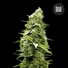 Banana Monkey feminised (Bulk Seed Bank)