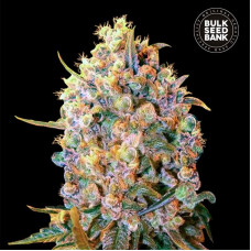 Bigger Bud feminised (Bulk Seed Bank)