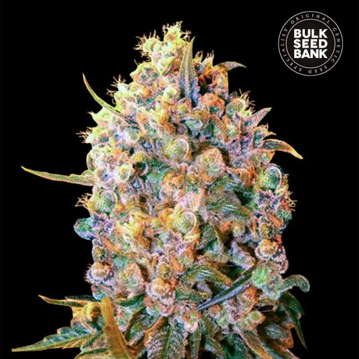 Насіння коноплі Bigger Bud fem. Bulk Seed Bank
