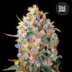 Насіння коноплі Bigger Bud fem. Bulk Seed Bank
