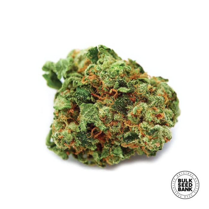 Насіння коноплі Bigger Bud fem. Bulk Seed Bank