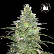 Blueberry Berry feminised (Bulk Seed Bank)