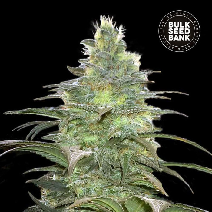 Насіння коноплі Blueberry Berry fem. Bulk Seed Bank