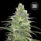 Насіння коноплі Blueberry Berry fem. Bulk Seed Bank
