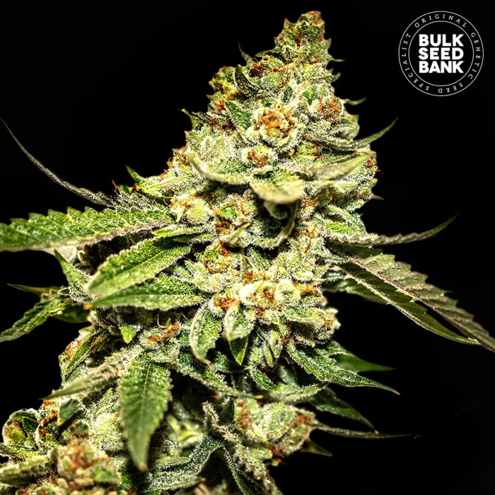 Семена конопли Bruce Banner #5 fem. Bulk Seed Bank