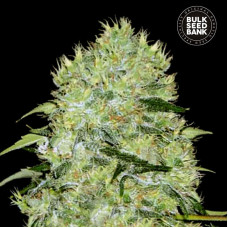 Bubblegum Extra feminised (Bulk Seed Bank)