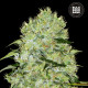 Насіння коноплі Bubblegum Extra fem. Bulk Seed Bank