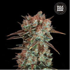 Caramel King feminised (Bulk Seed Bank)
