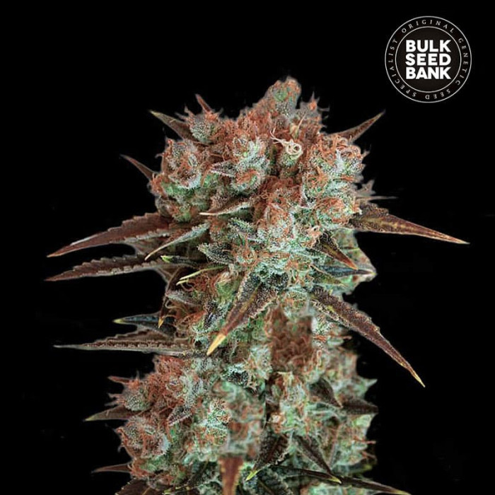 Насіння коноплі Caramel King fem. Bulk Seed Bank