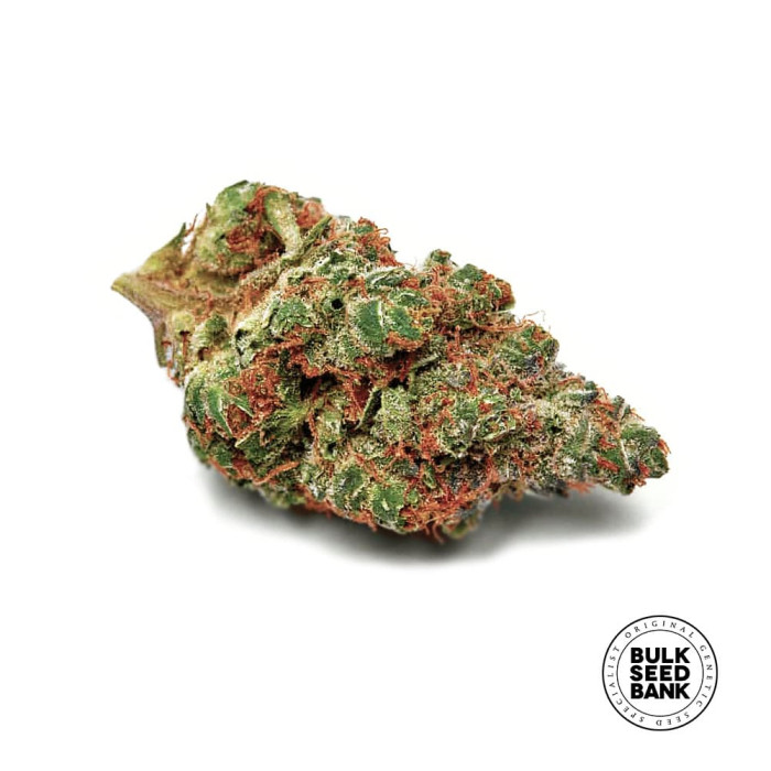 Насіння коноплі Caramel King fem. Bulk Seed Bank