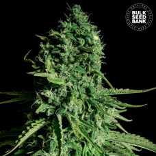 Cheese CBD feminised (Bulk Seed Bank)