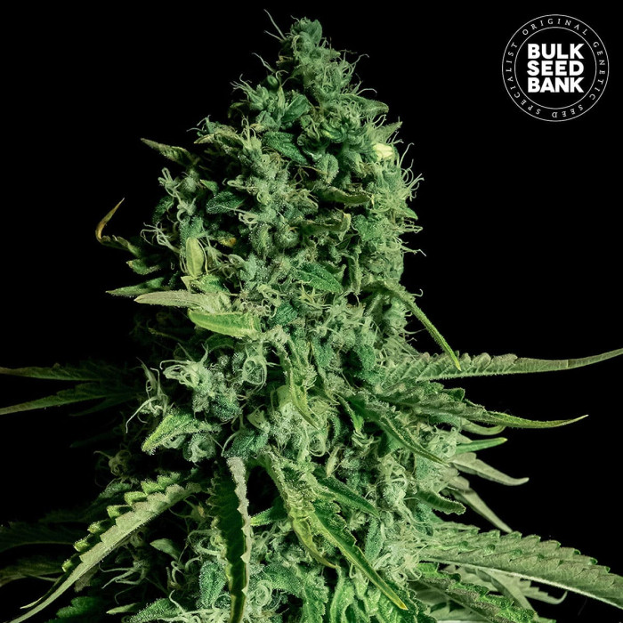 Семена конопли Cheese CBD fem. Bulk Seed Bank