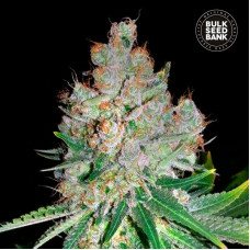 Cheese feminised (Bulk Seed Bank)