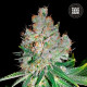 Насіння коноплі Cheese fem. Bulk Seed Bank