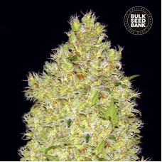 Chronical feminised (Bulk Seed Bank)