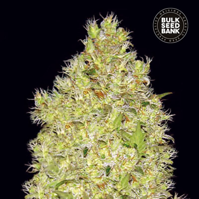 Насіння коноплі Chronical fem. Bulk Seed Bank