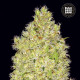 Насіння коноплі Chronical fem. Bulk Seed Bank