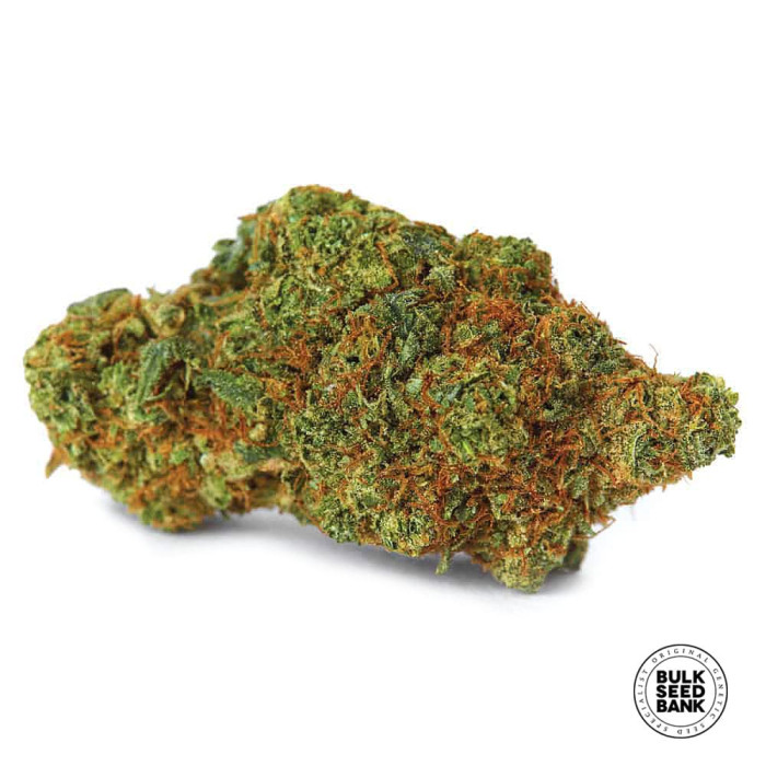 Насіння коноплі Chronical fem. Bulk Seed Bank