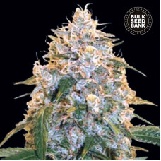 Cocopopo feminised (Bulk Seed Bank)