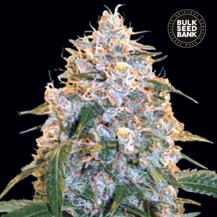 Насіння коноплі Cocopopo fem. Bulk Seed Bank