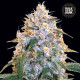 Насіння коноплі Cocopopo fem. Bulk Seed Bank