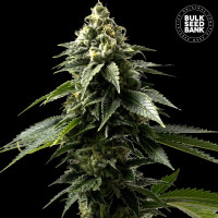 Coffe Rocket feminised (Bulk Seed Bank)