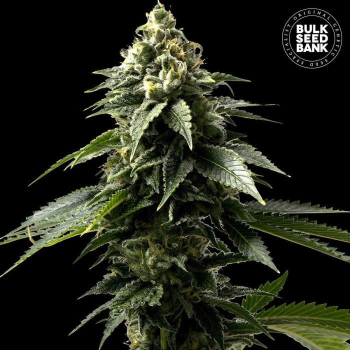 Семена конопли Coffe Rocket fem. Bulk Seed Bank