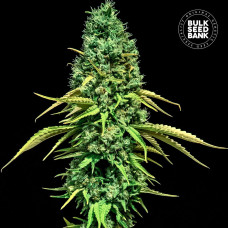 Critical CBD feminised (Bulk Seed Bank)