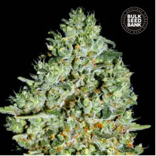 Critical feminised (Bulk Seed Bank)