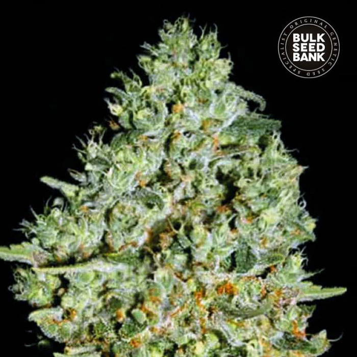 Насіння коноплі Critical fem. Bulk Seed Bank