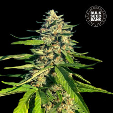 Critical Mass CBG feminised (Bulk Seed Bank)