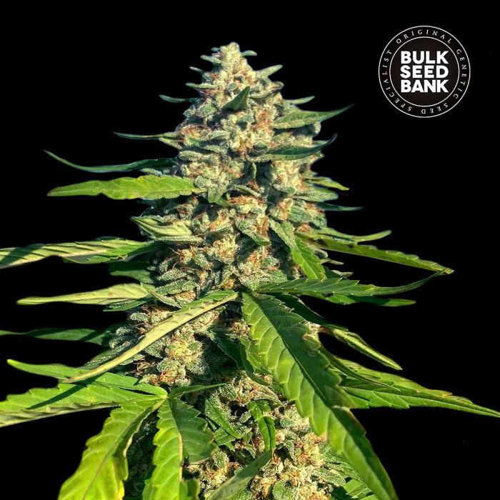 Насіння коноплі Critical Mass CBG fem. Bulk Seed Bank