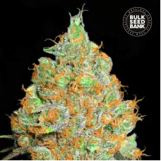 Critical Mass feminised (Bulk Seed Bank)