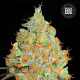 Насіння коноплі Critical Mass fem. Bulk Seed Bank