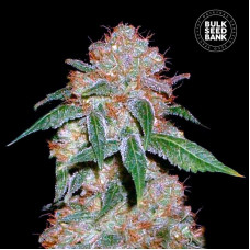 Dark Domina feminised (Bulk Seed Bank)