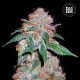Насіння коноплі Dark Domina fem. Bulk Seed Bank