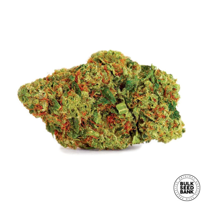 Насіння коноплі Dark Domina fem. Bulk Seed Bank