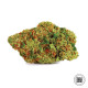 Насіння коноплі Dark Domina fem. Bulk Seed Bank