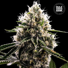 Dosidos Rocketos feminised (Bulk Seed Bank)
