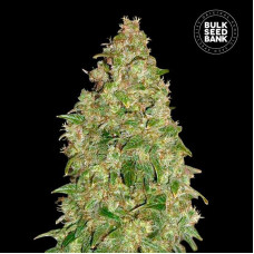 Dubai Poison feminised (Bulk Seed Bank)