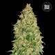 Насіння коноплі Dubai Poison fem. Bulk Seed Bank