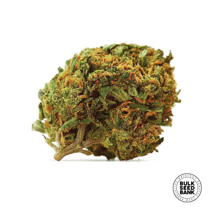 Насіння коноплі Dubai Poison fem. Bulk Seed Bank