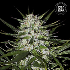 Early Top Skunk feminised (Bulk Seed Bank)