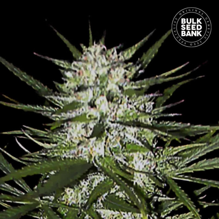 Семена конопли Early Top Skunk fem. Bulk Seed Bank